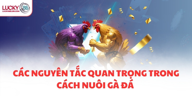 Các nguyên tắc quan trọng trong cách nuôi gà đá 