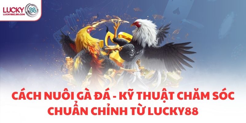 CÁCH NUÔI GÀ ĐÁ - KỸ THUẬT CHĂM SÓC CHUẨN CHỈNH TỪ LUCKY88