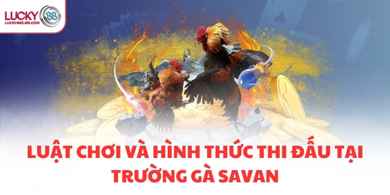 Luật chơi và hình thức thi đấu tại trường gà Savan