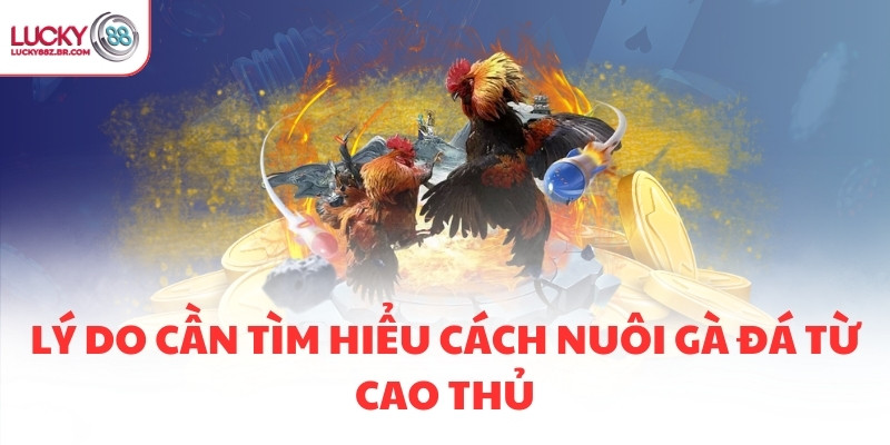 Lý do cần tìm hiểu cách nuôi gà đá từ cao thủ