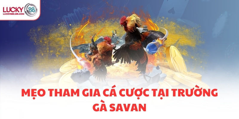 Mẹo tham gia cá cược tại trường gà Savan